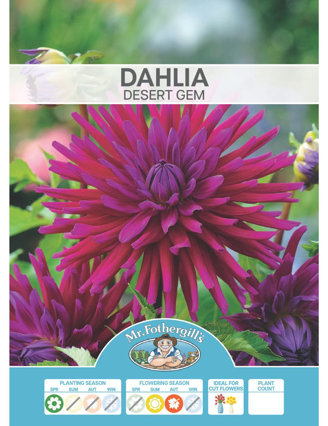 Dahlia Desert Gem (Season: Aug-Sep) - Image 2