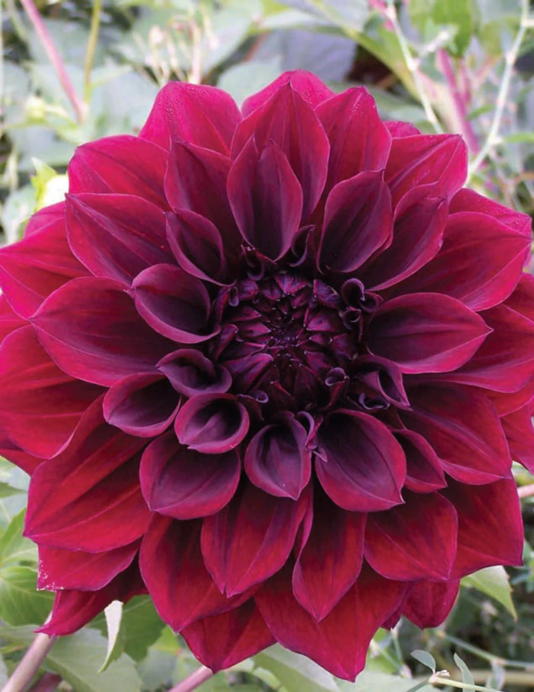 Dahlia Giant Glowing Embers (season: Aug-Sep)