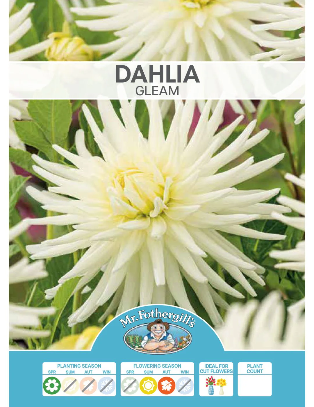 Dahlia Gleam (Season: Aug-Sep) - Image 2