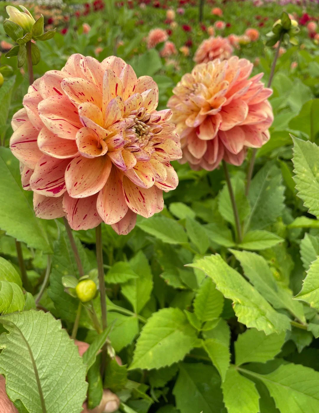 Dahlia Homicide (Season: Aug-Sep) - Image 2