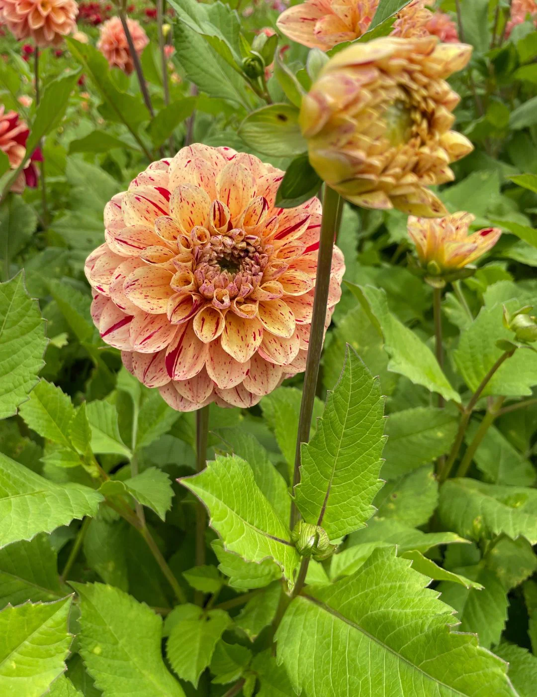 Dahlia Homicide (Season: Aug-Sep) - Image 3