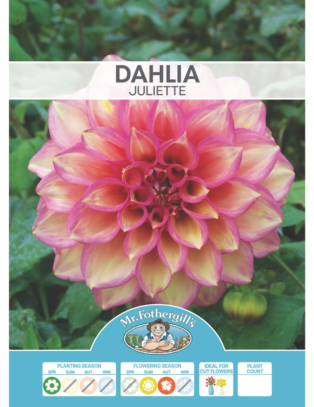 Dahlia Juliette (season:Aug-Sep) - Image 2
