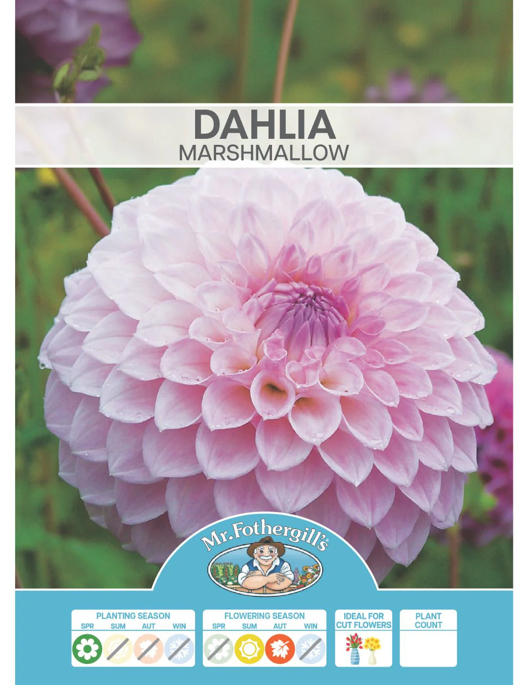 Dahlia Marshmallow (Season: Aug-Sep) - Image 2