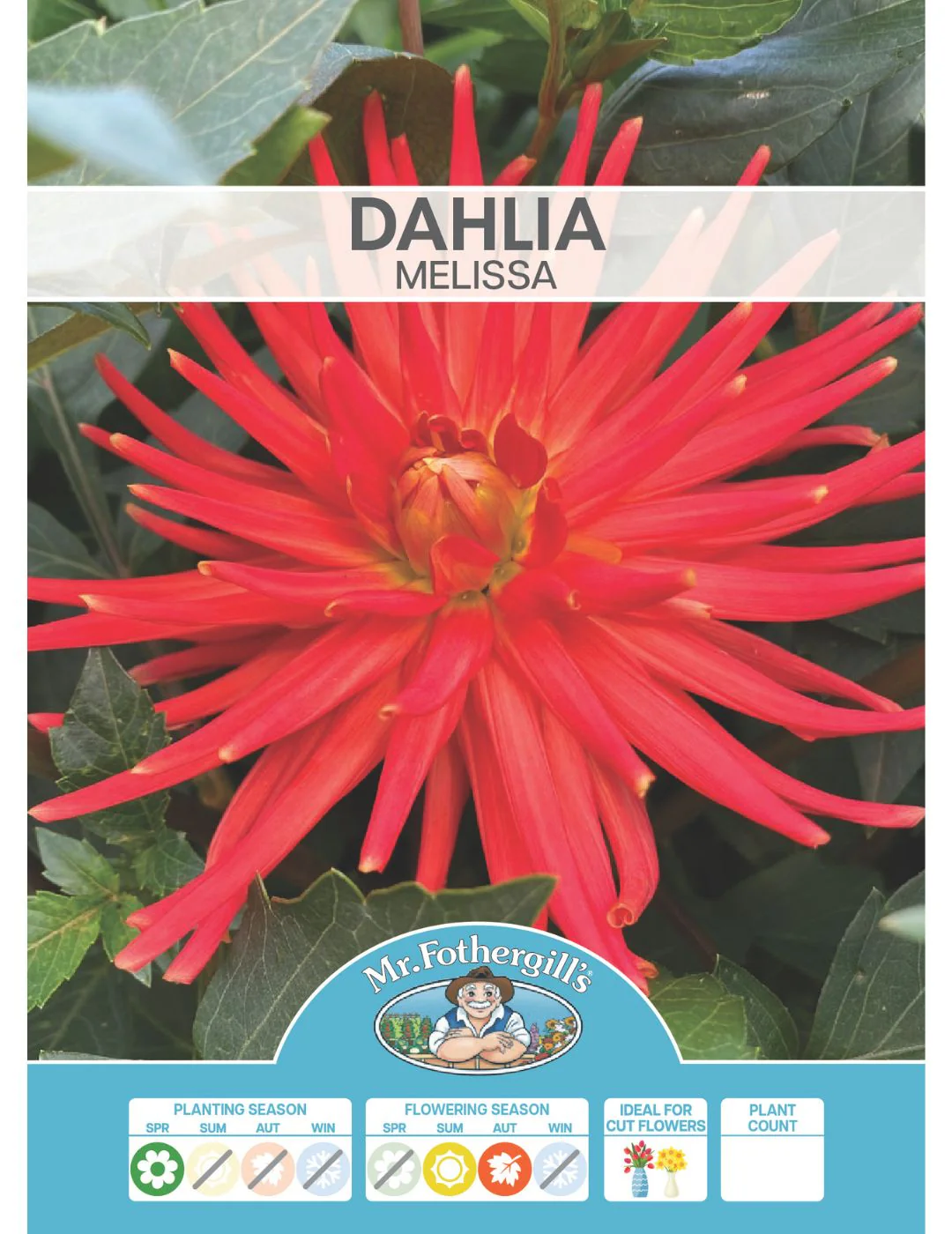 Dahlia Melissa (Season: Aug-Sep) - Image 2