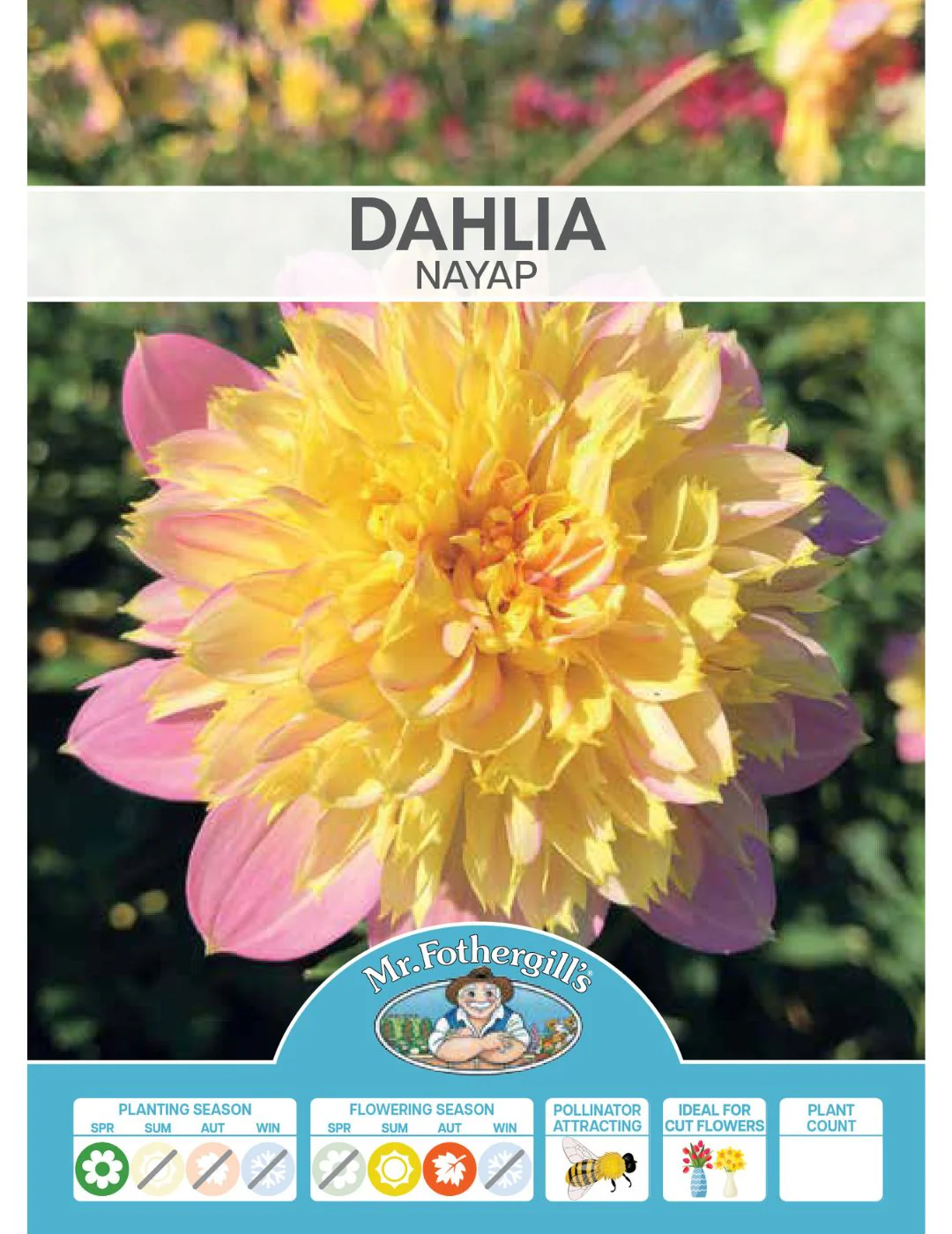 Dahlia Nayap (Season: Aug-Sep) - Image 2