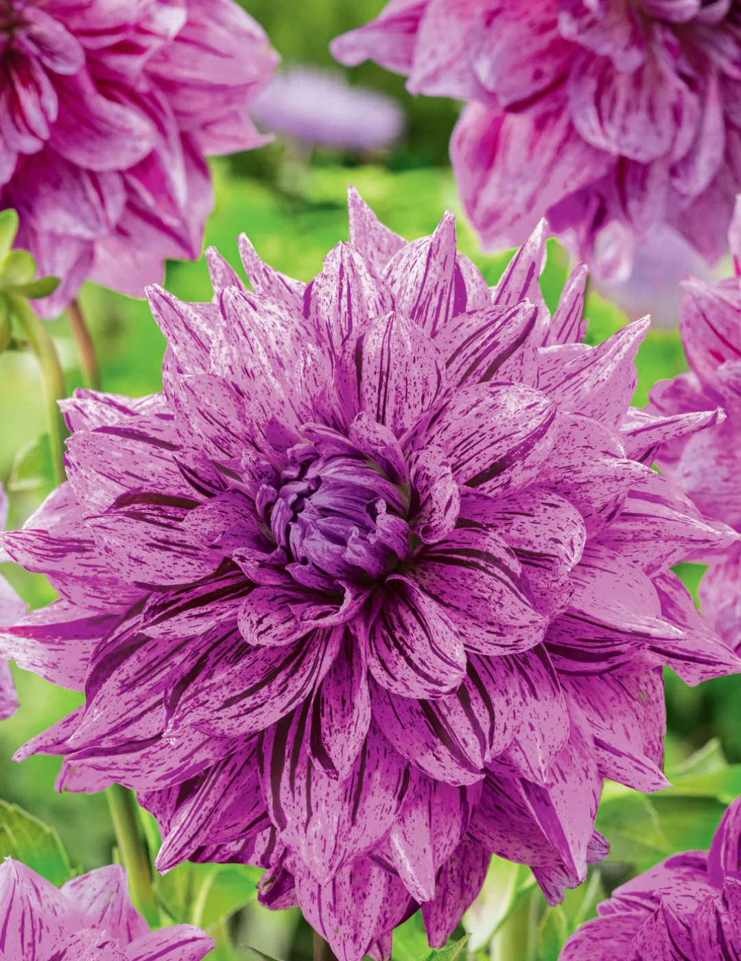 Dahlia Samoan Prince (Season:Aug-Sep)
