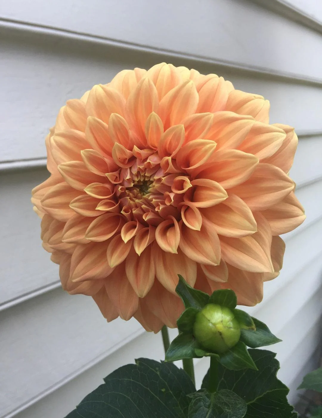 Dahlia Sunset (Season: Aug-Sep) - Image 2