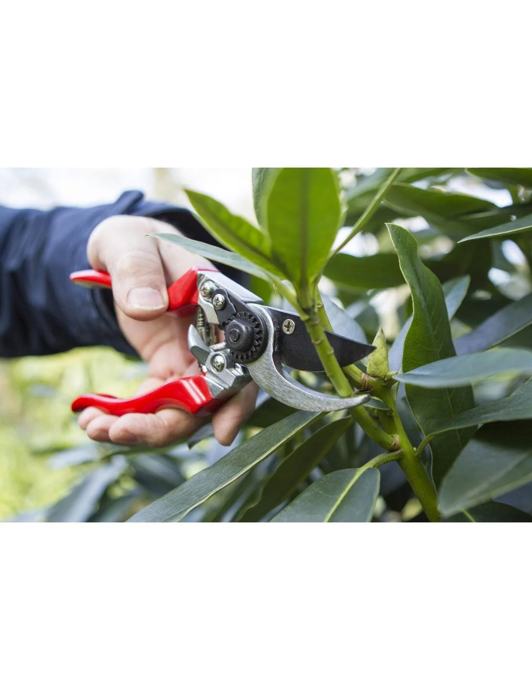 Darlac Professional Left Hand Bypass Pruner Secateurs - Image 2