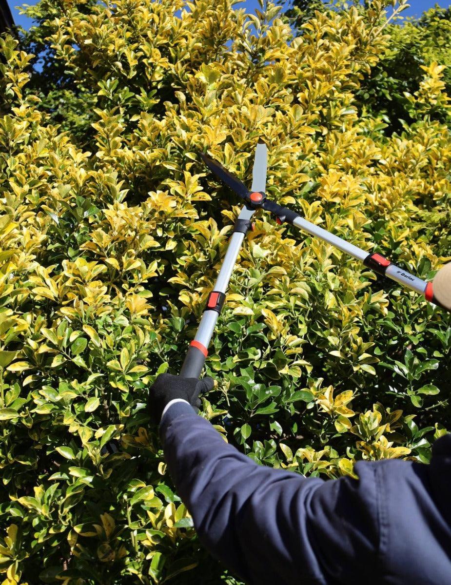 Darlac Telescopic Hedge Shear - Image 4