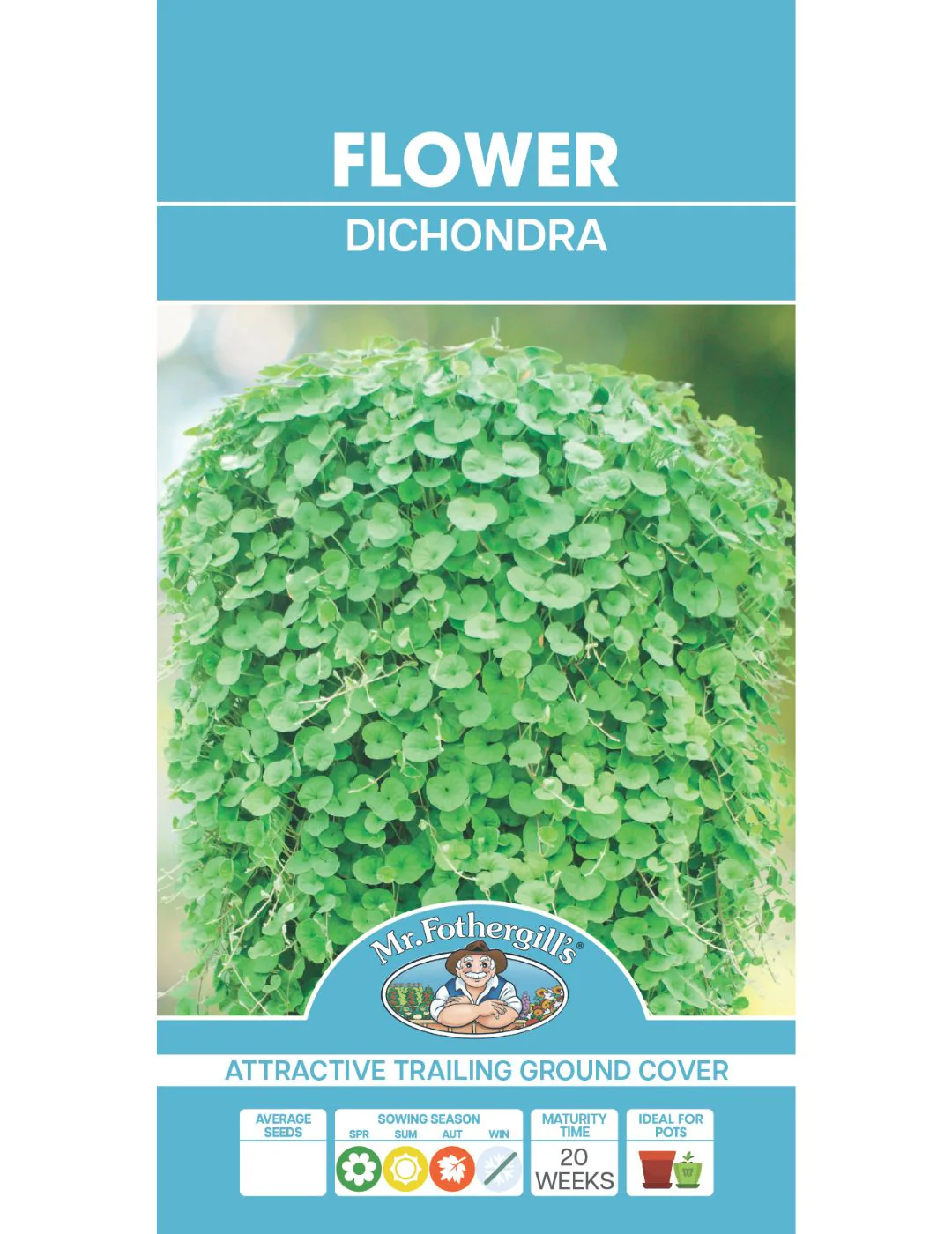 Dichondra - Image 2