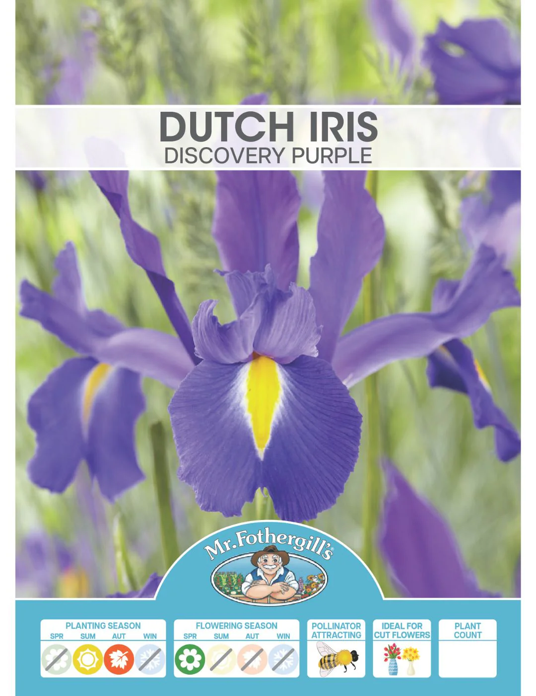 Dutch Iris Discovery Purple Bulbs - Image 2