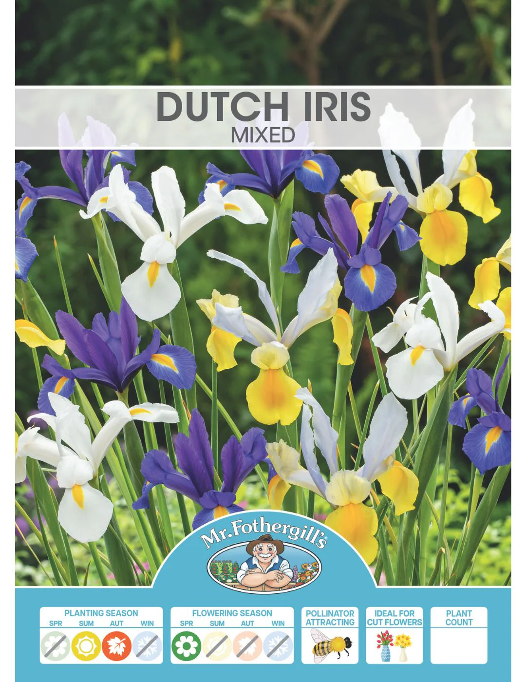 Dutch Iris Mixed Bulbs - Image 2