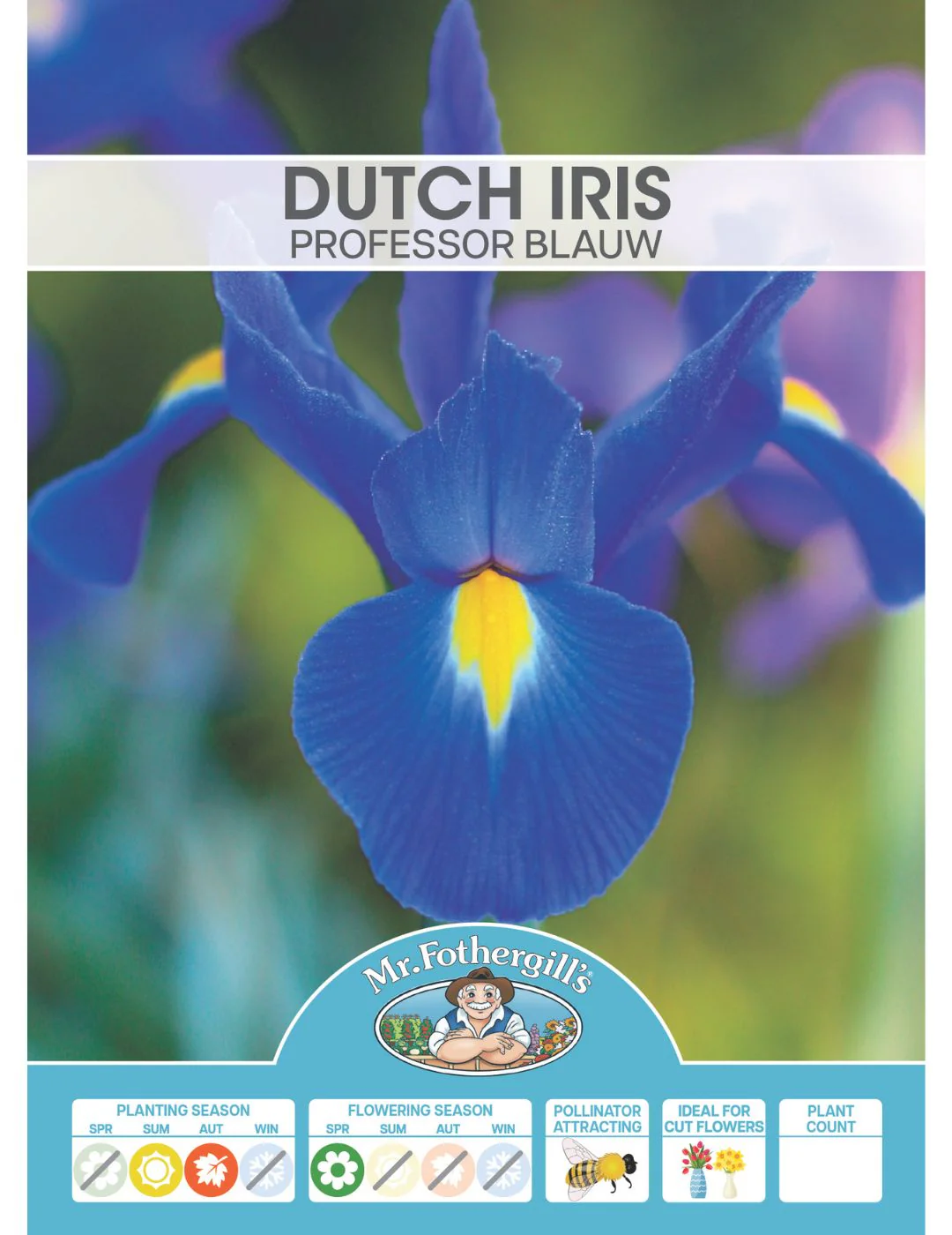 Dutch Iris Professor Blauw Bulbs - Image 2