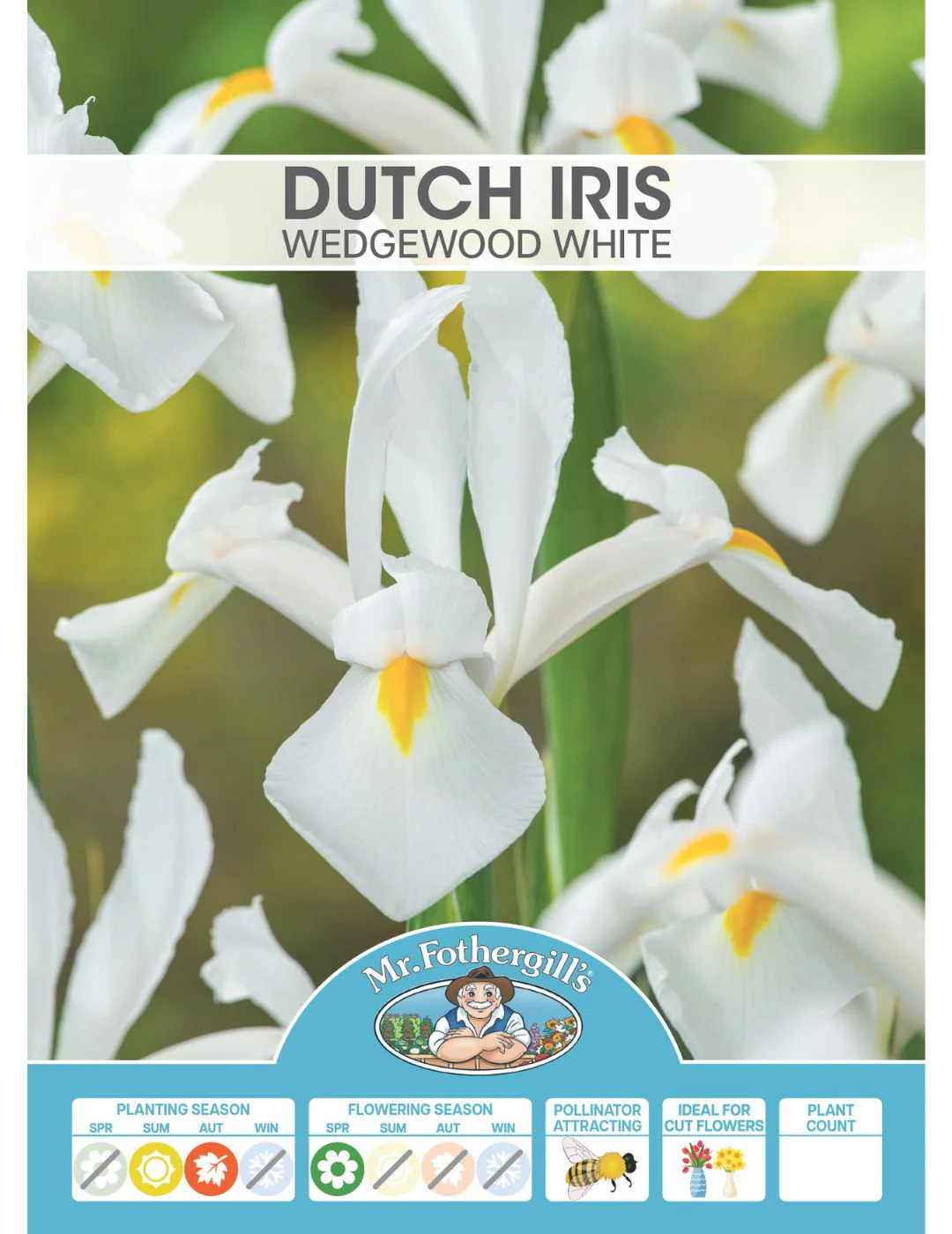 Dutch Iris Wedgewood White Bulbs - Image 2