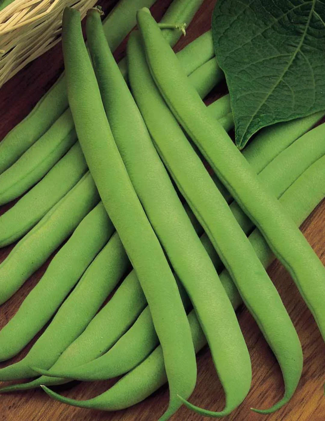 Dwarf Bean Domino