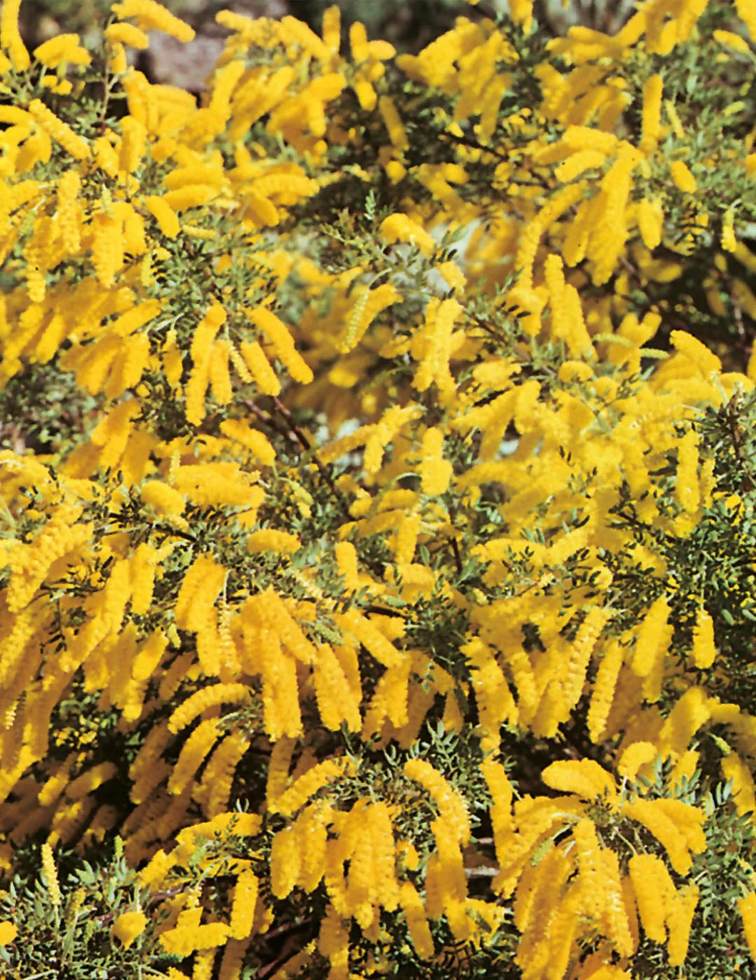 Dwarf Wattle WILDFLOWER
