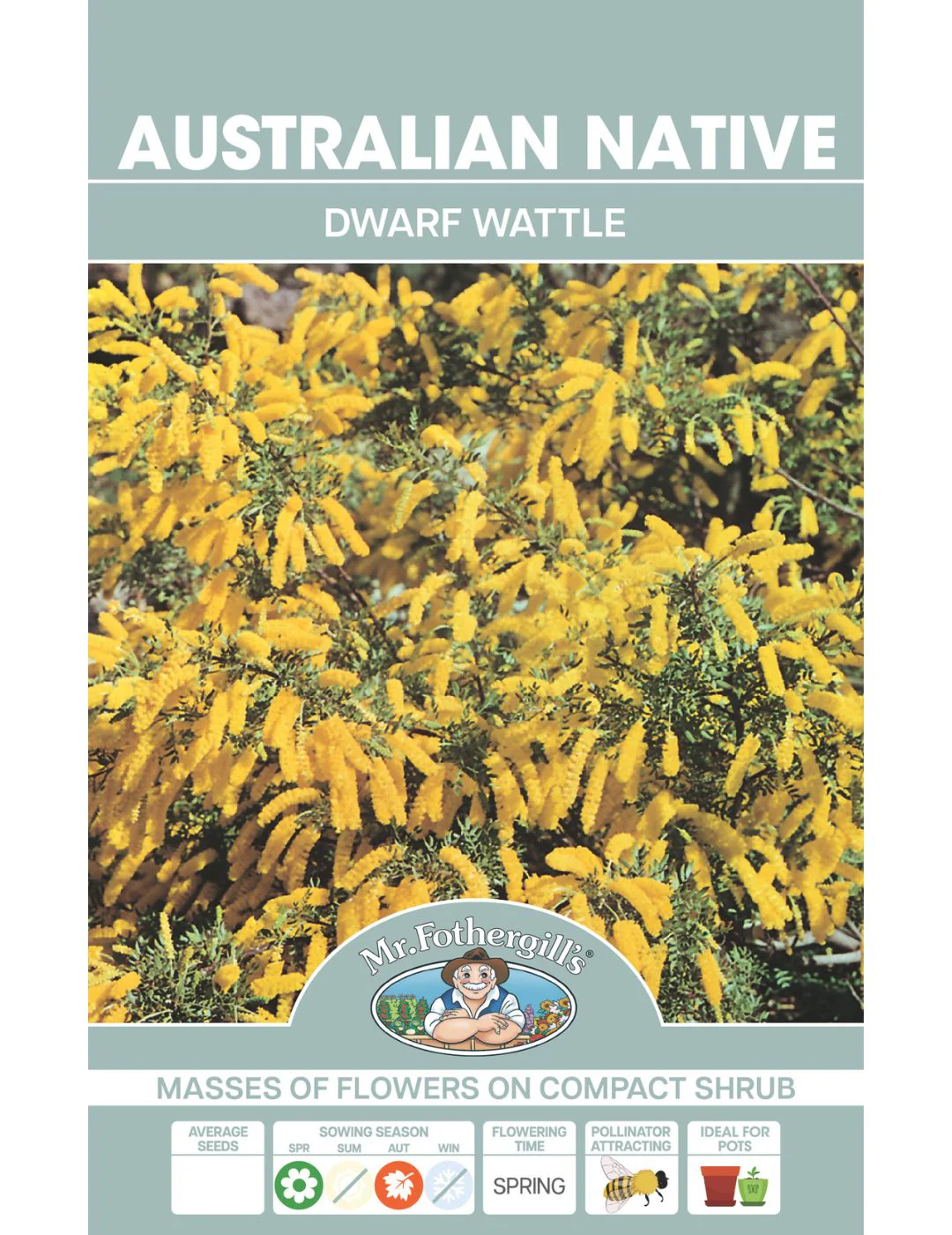 Dwarf Wattle WILDFLOWER - Image 2