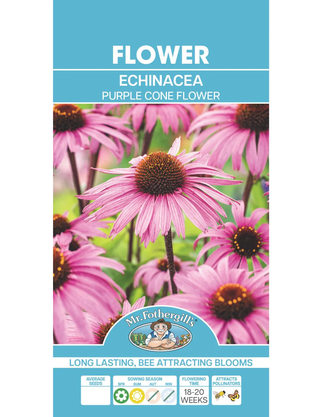 Echinacea Purple Cone Flower (large flowered) - Image 2