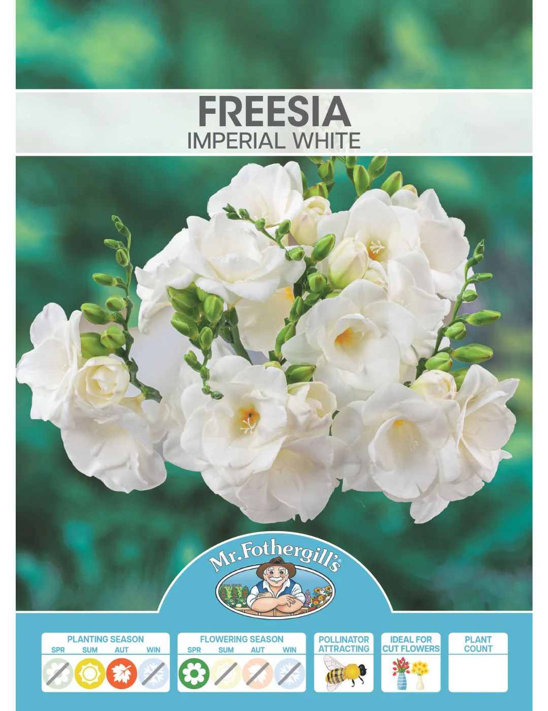 Freesia Imperial White - Image 2