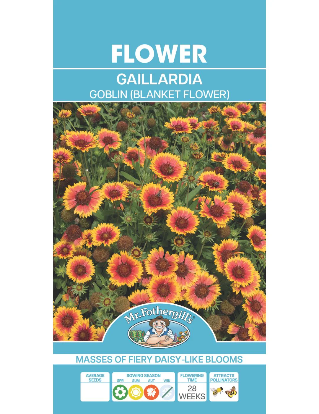 Gaillardia Goblin (Blanket Flower) - Image 2