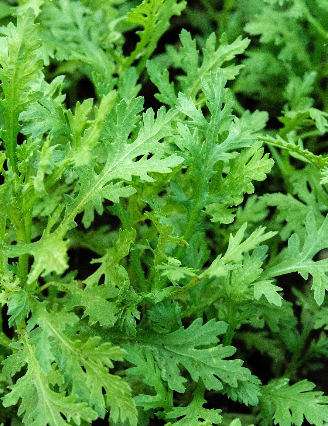 Garland Chrysanthemum Greens - Sprouting BULK BAG - Image 2