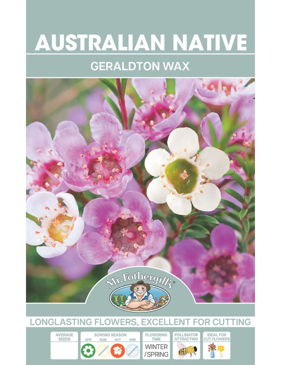 Geraldton Wax WILDFLOWER - NOT AVAILABLE TO WA/TAS - Image 2