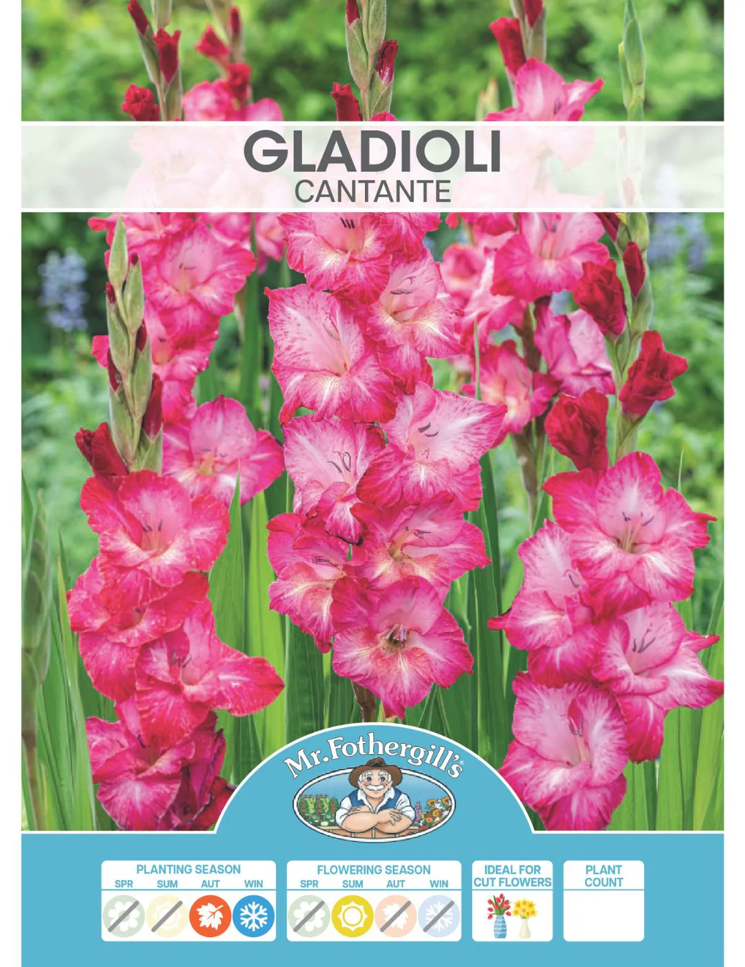 Gladioli Cantate Bulbs (Season: Winter) - Image 2