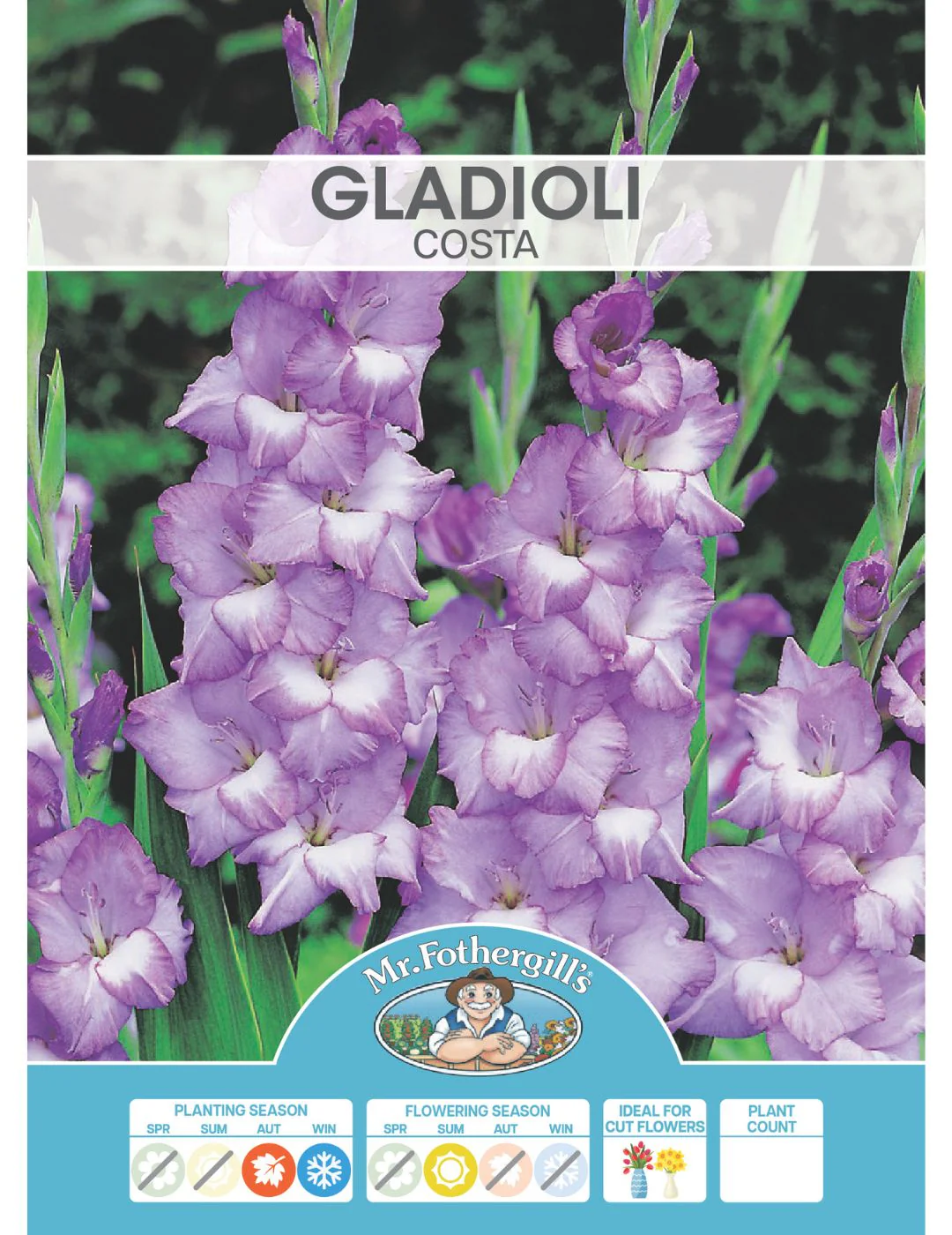 Gladioli Costa (Season: Winter) - Image 2