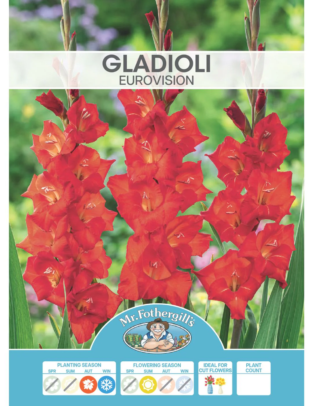 Gladioli Eurovision Bulbs (Winter Season) - Image 2