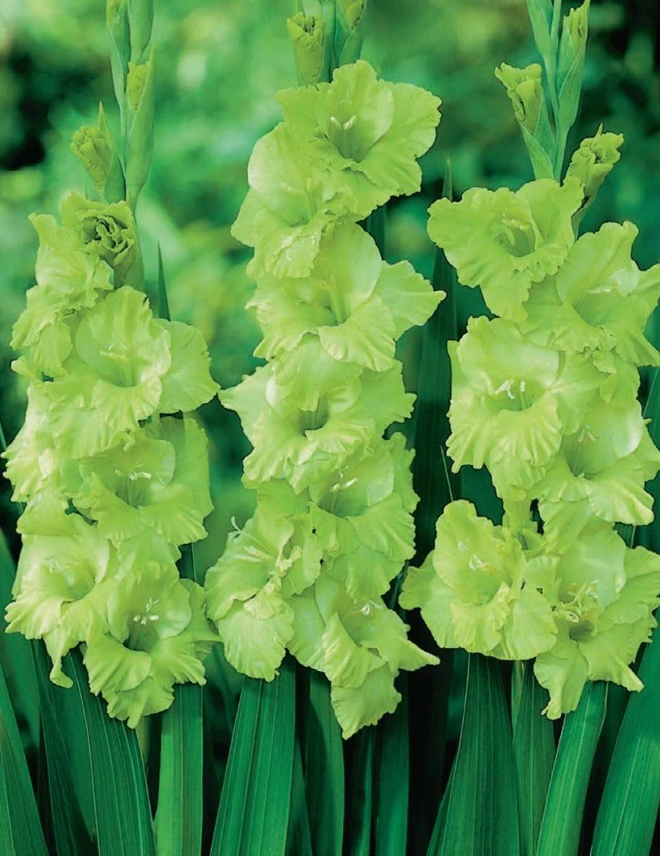 Gladioli Green Star (season: Winter)