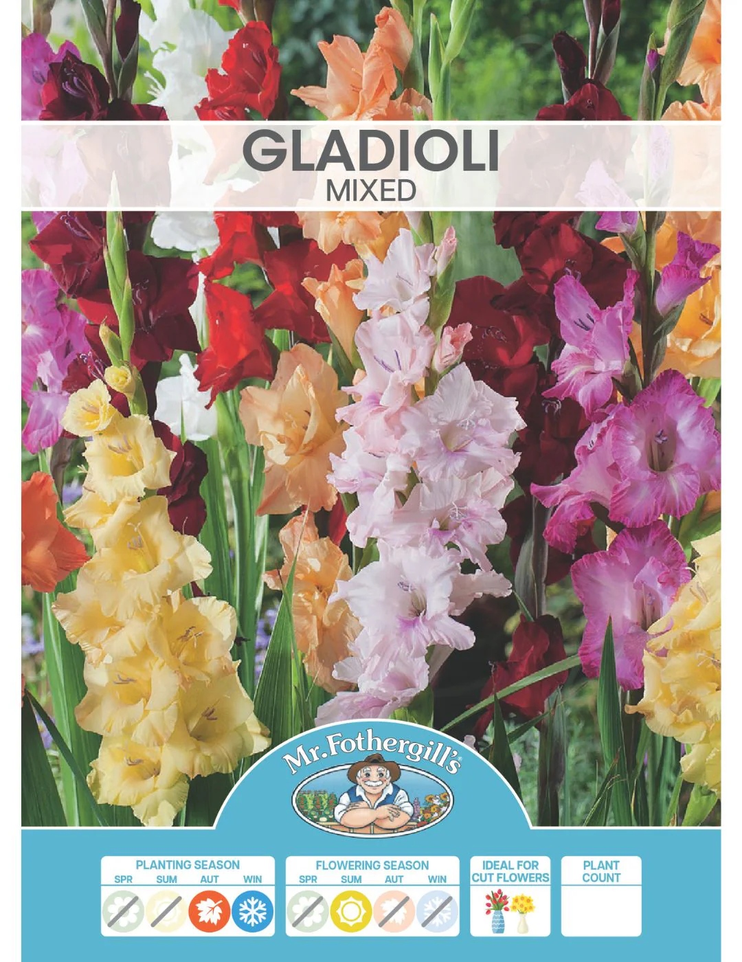 Gladioli Mixed (season: Winter-Oct) - Image 2
