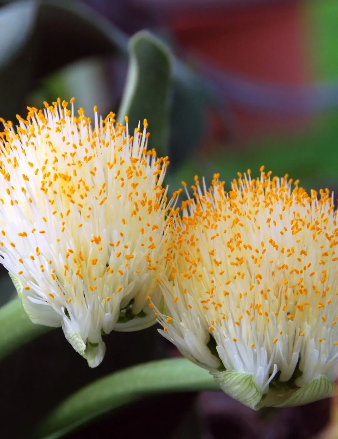 Haemathus White Bulbs - Image 2