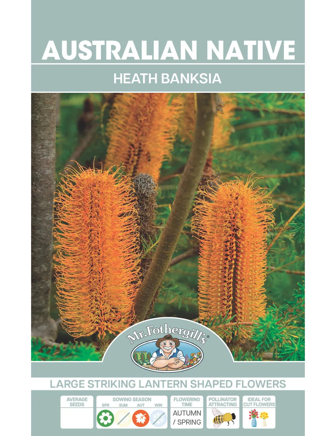 Heath Banksia WILDFLOWER - Image 2
