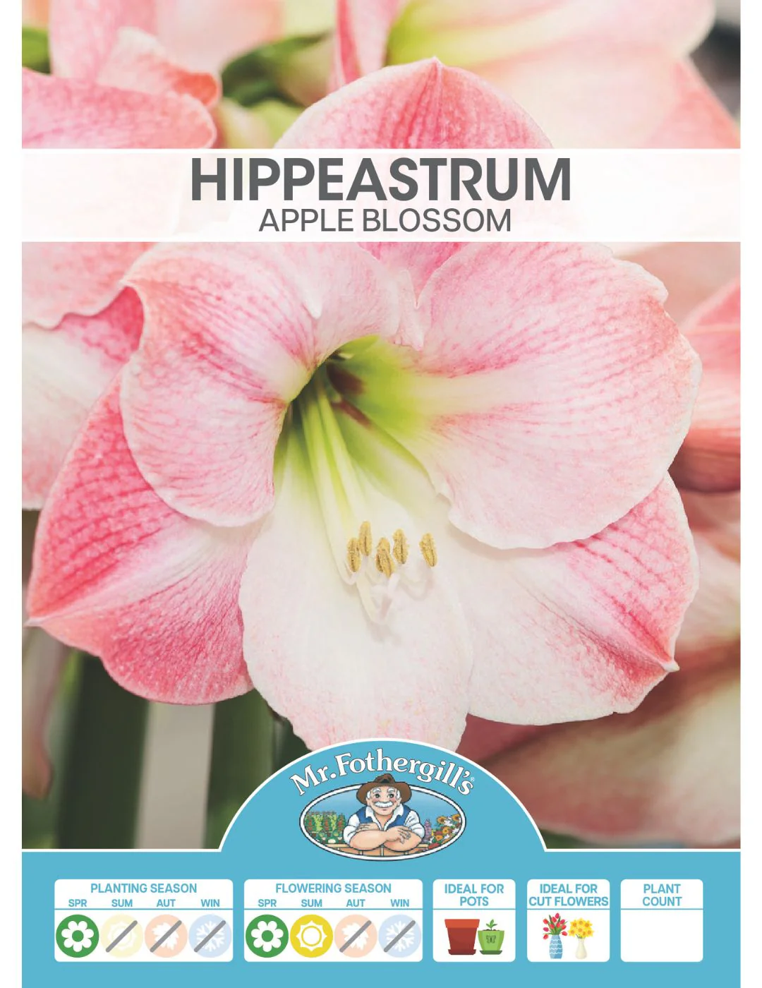 Hippeastrum Apple Blossom (Season: Aug-Sep) - Image 2