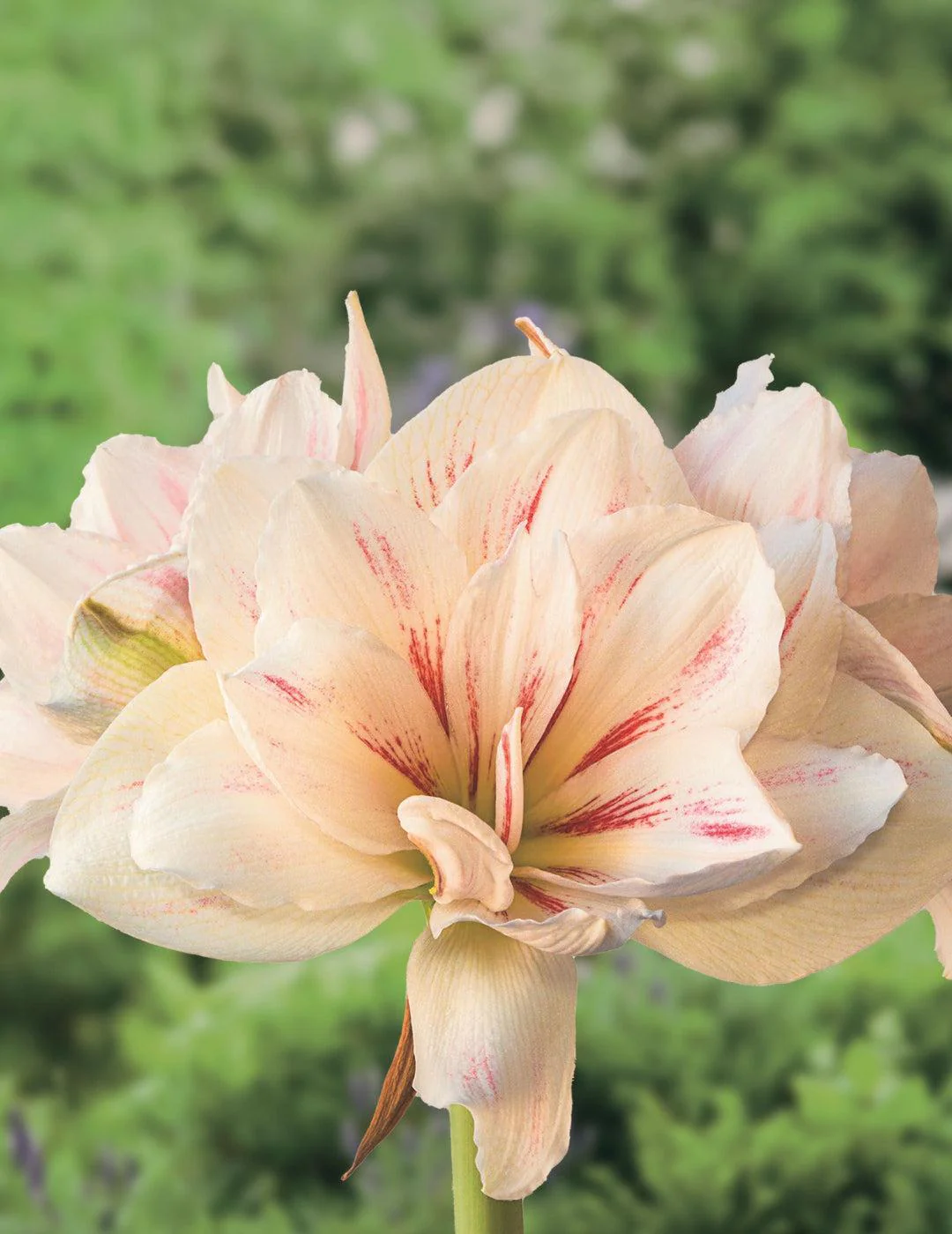 Hippeastrum Double Aquaro (Season: Aug-Sep)