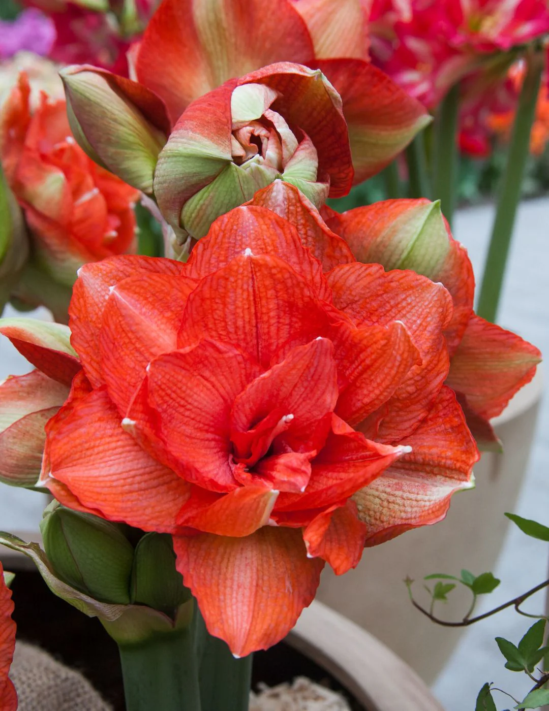 Hippeastrum Double Benito (Season: Aug-Sep)