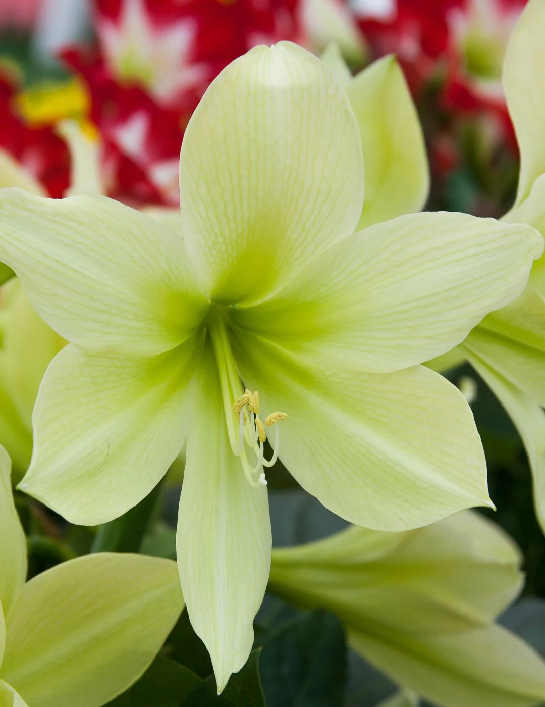 Hippeastrum Lemon Star (Season: Aug-Sep)
