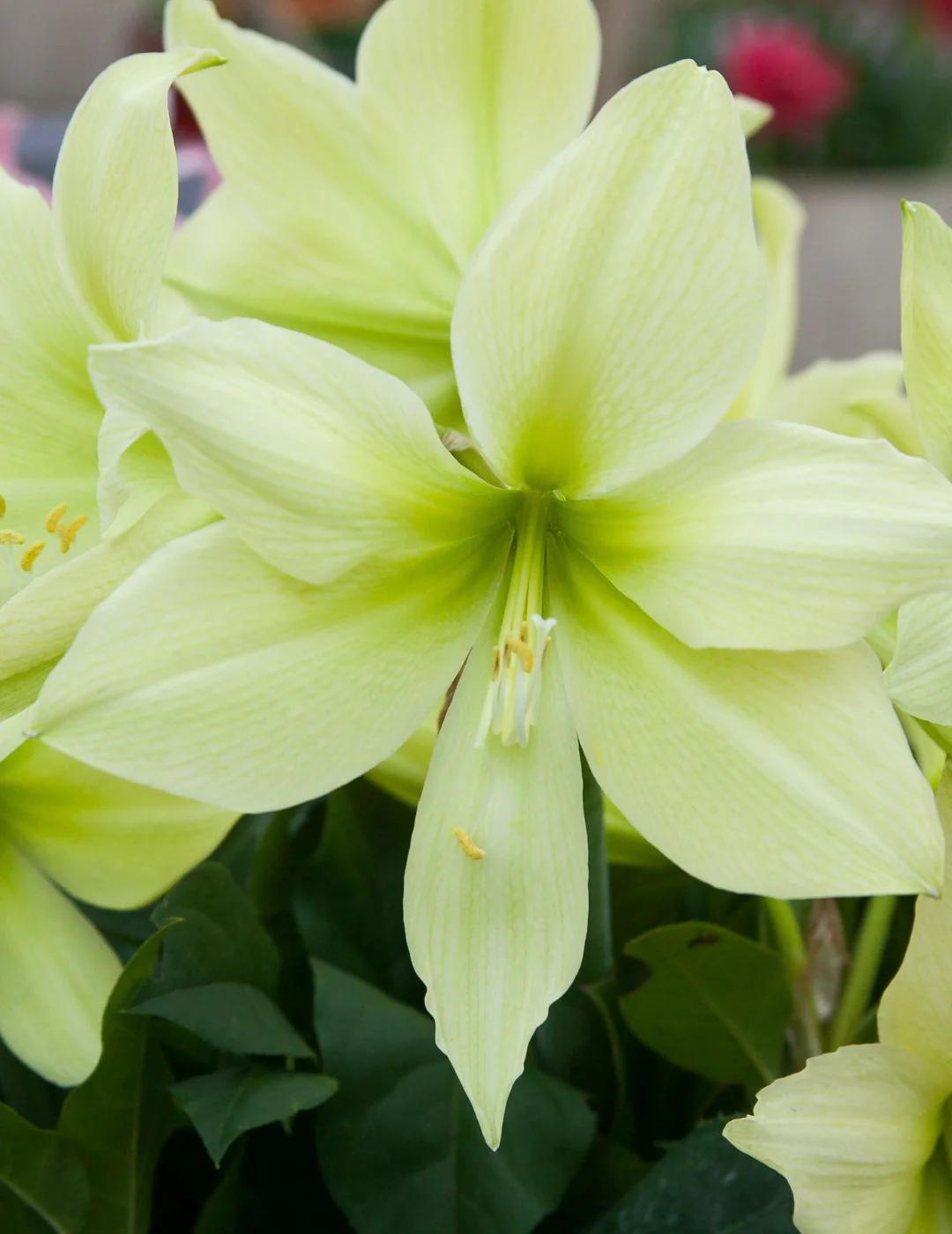 Hippeastrum Lemon Star (Season: Aug-Sep) - Image 2