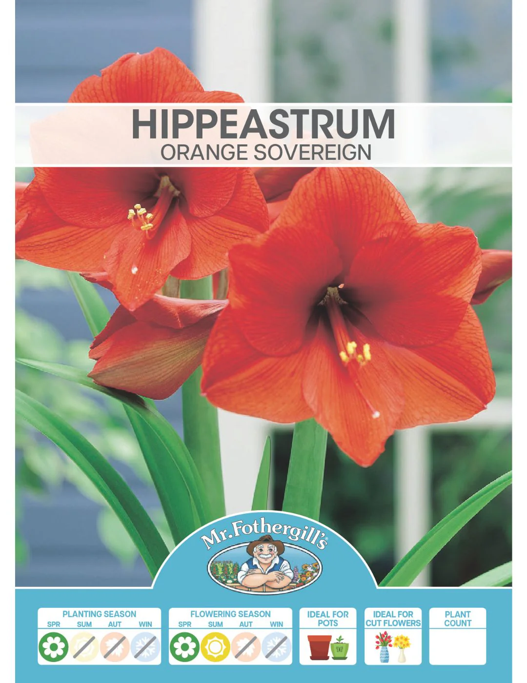 Hippeastrum Orange Sovereign (season:Aug-Sep) - Image 2