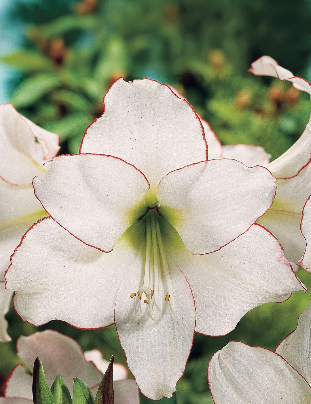 Hippeastrum Picotee (Season: Aug-Sep)