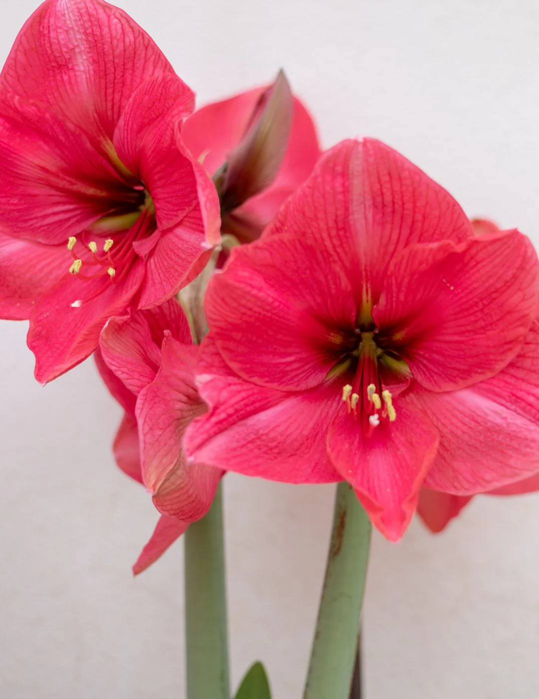 Hippeastrum Pleasure (Season: Aug-Sep)