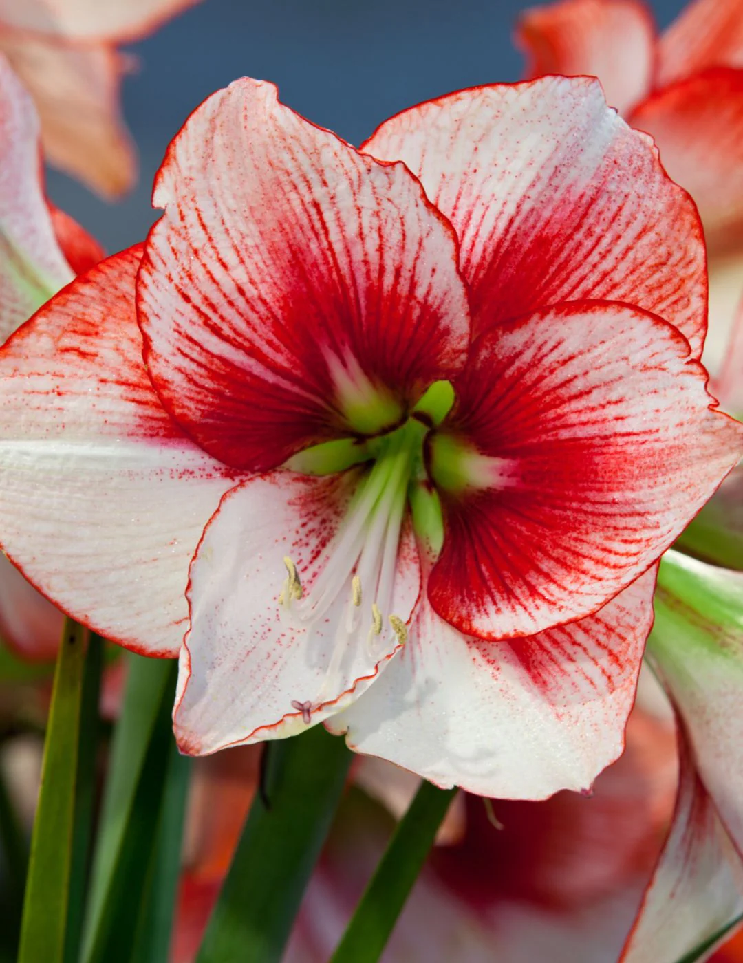 Hippeastrum Showmaster (Season: Aug-Sep)