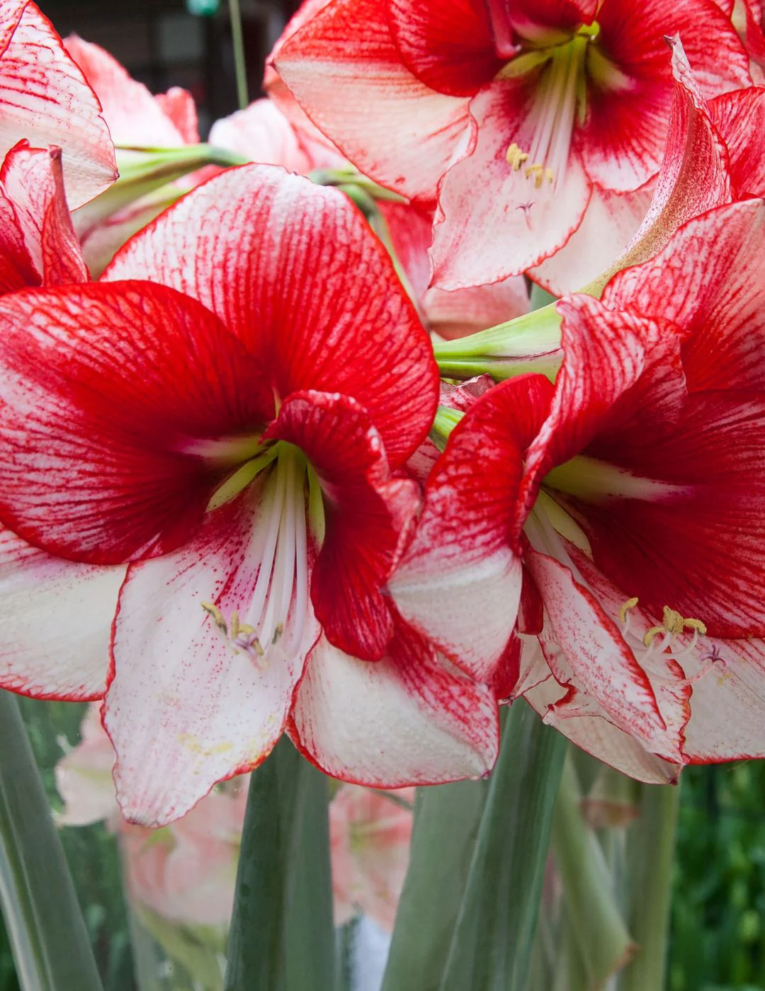 Hippeastrum Showmaster (Season: Aug-Sep) - Image 2