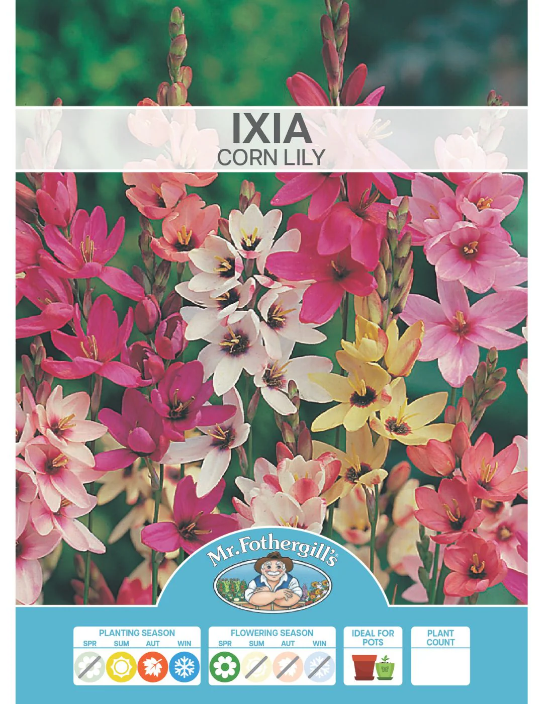 Ixia Corn Lily Bulbs - Image 2