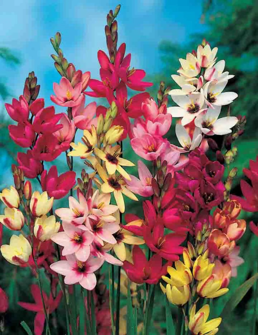 Ixia Mixed Bulbs