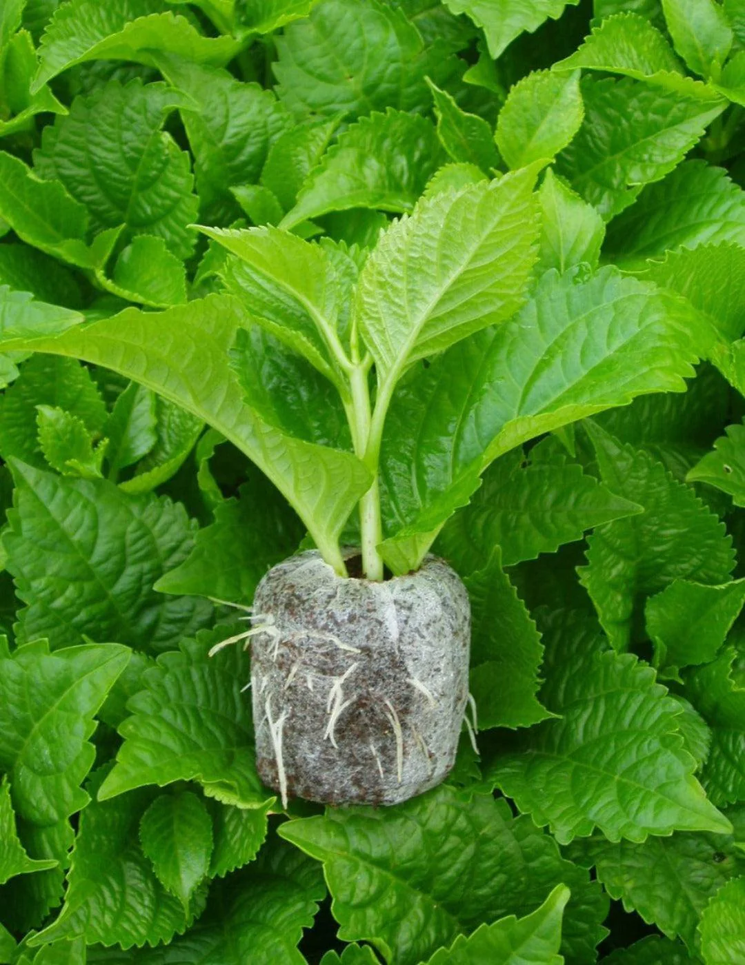 Jiffy 36mm Netted Peat Pellets - 2000 Bulk Pack - Image 2