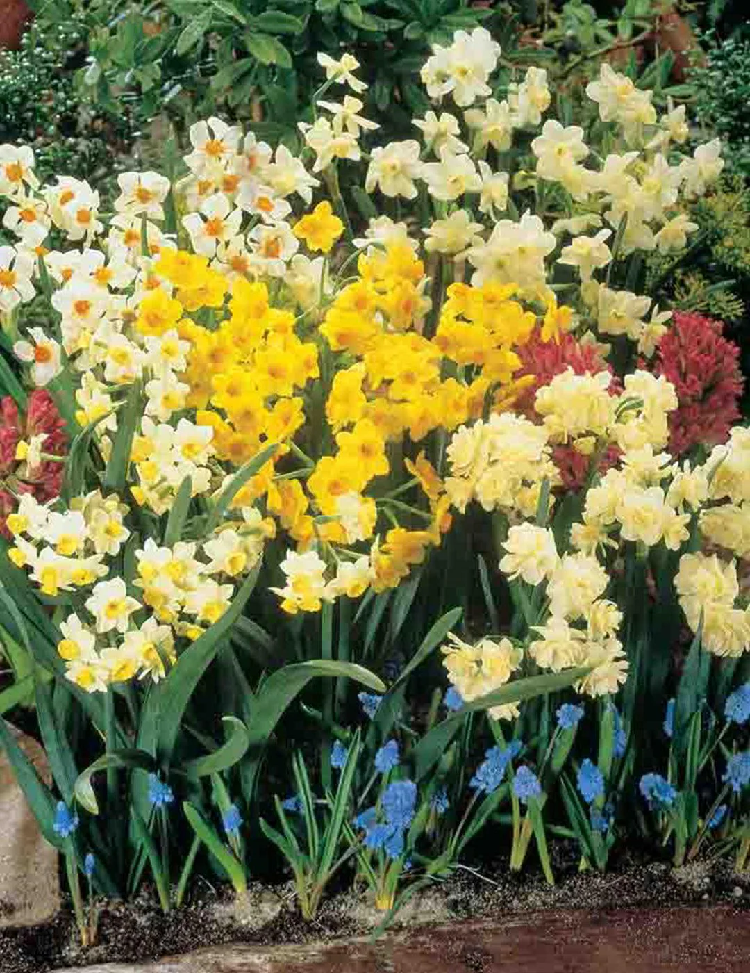 Jonquil Mixed Shades Bulbs