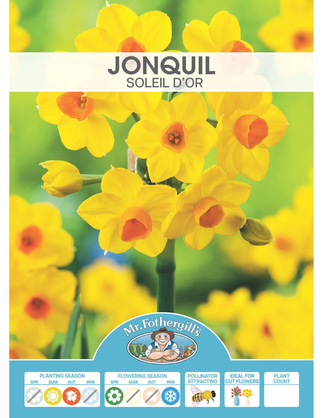 Jonquil Soleil d 'Or Bulbs - Image 2