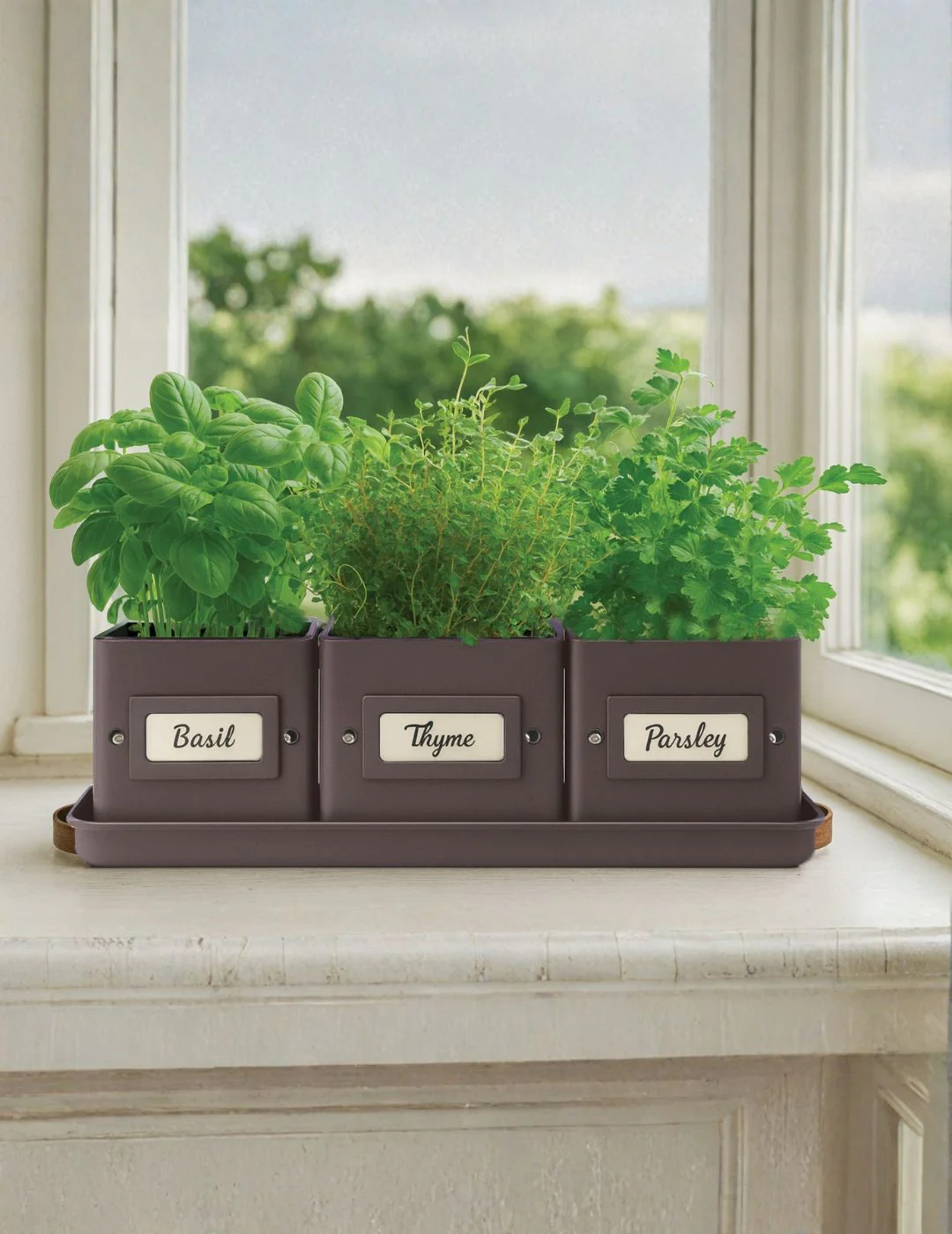 Kitchen Herb Grow Kit - Image 3