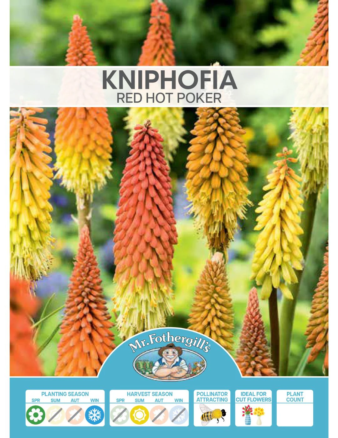 Kniphofia Red Hot Pokers (Season: Aug-Sep) - Image 2